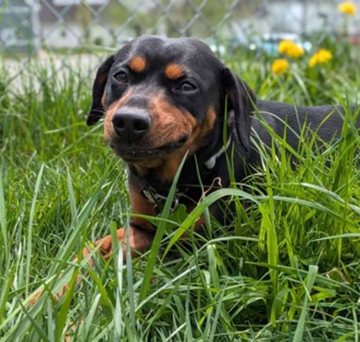 Photo of Darla
