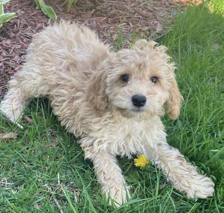 Photo of ADOPTION PENDING Wellington