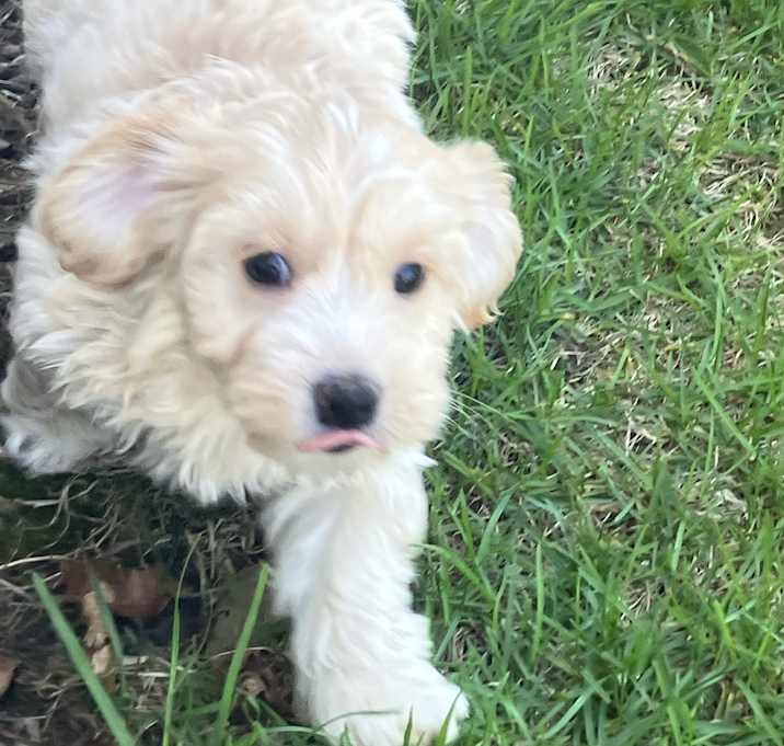 Photo of ADOPTION PENDING Whip Cream