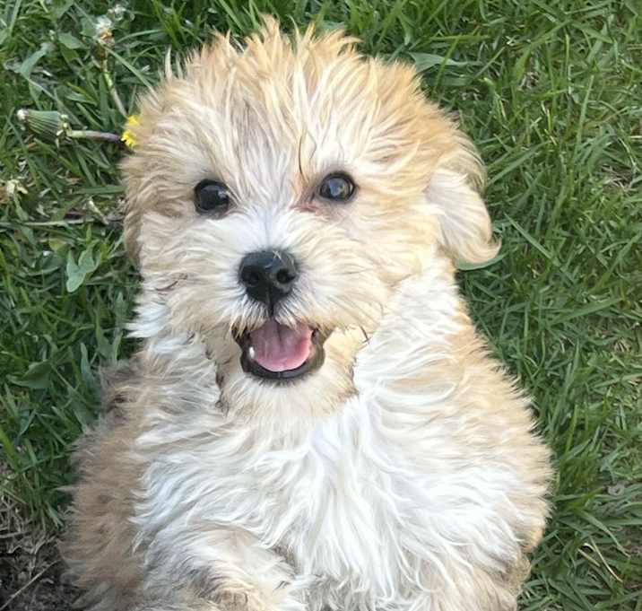 Photo of Wonton