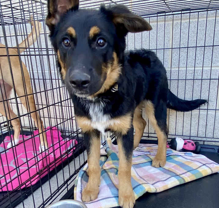Photo of Black pup #5