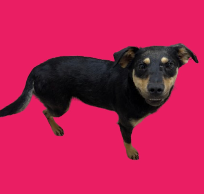 Photo of Shelby