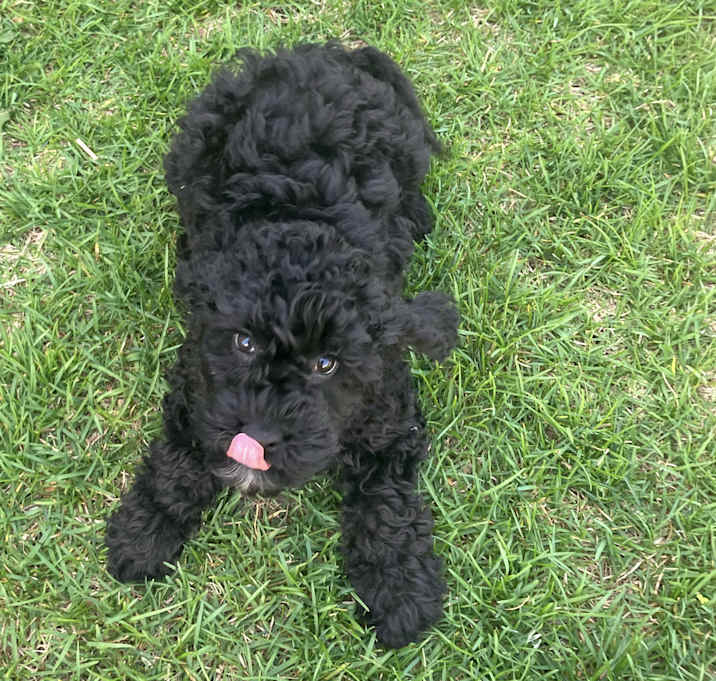 Photo of ADOPTION PENDING Wasabi