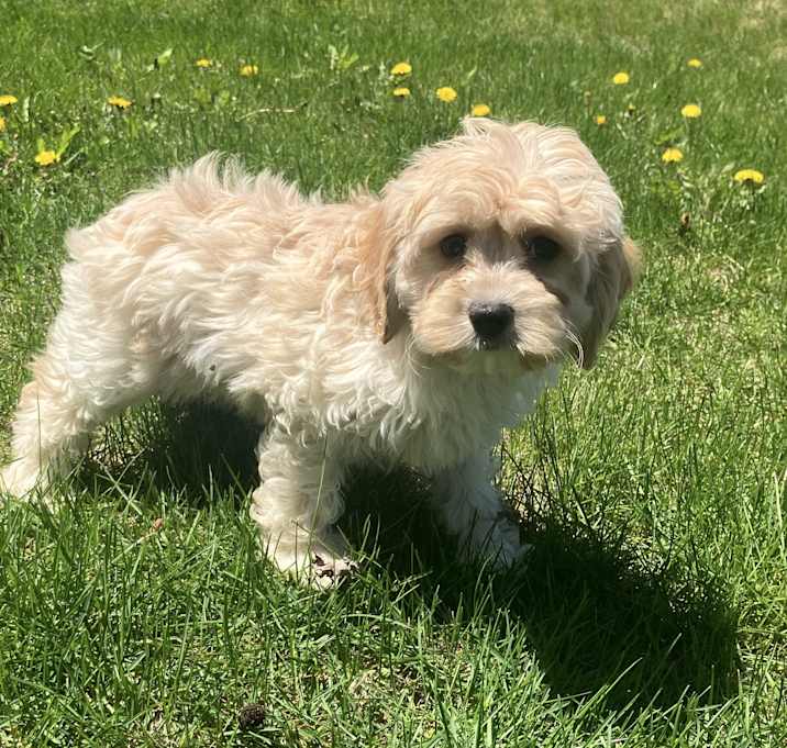 Photo of Wicket