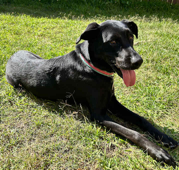 Photo of Pepper