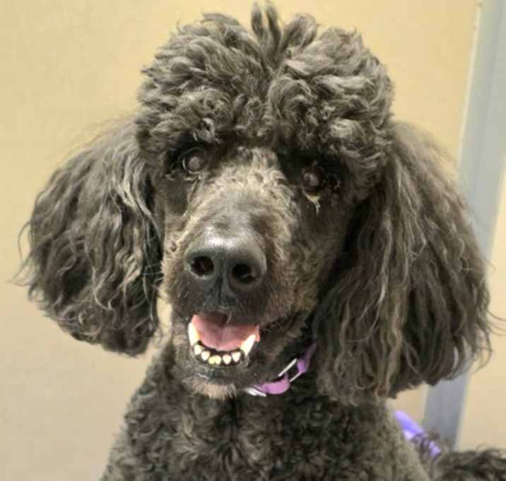 Photo of Luna