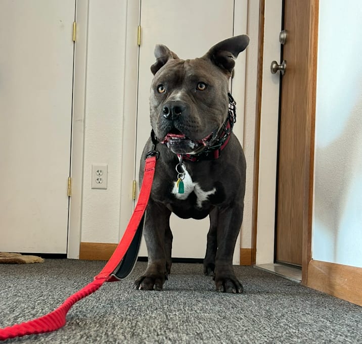 Photo of goose