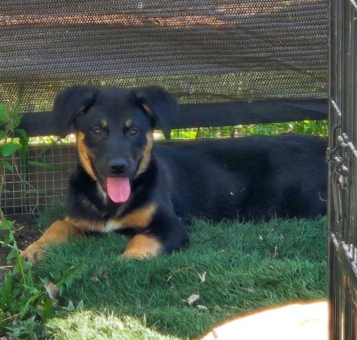 Photo of Tango