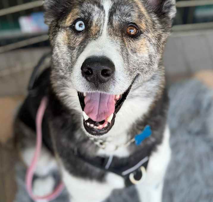 Photo of Xena