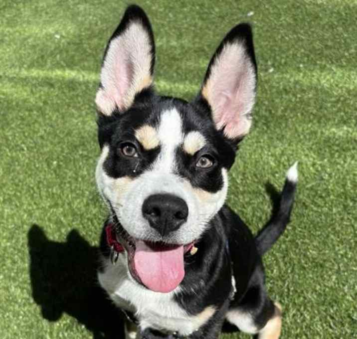Photo of POLO