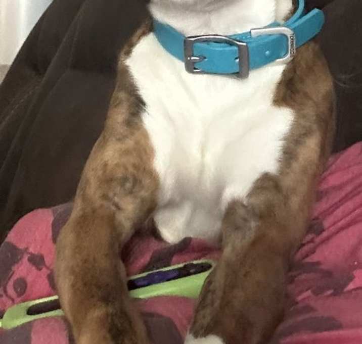 Photo of Tiger Lily/adoption pending
