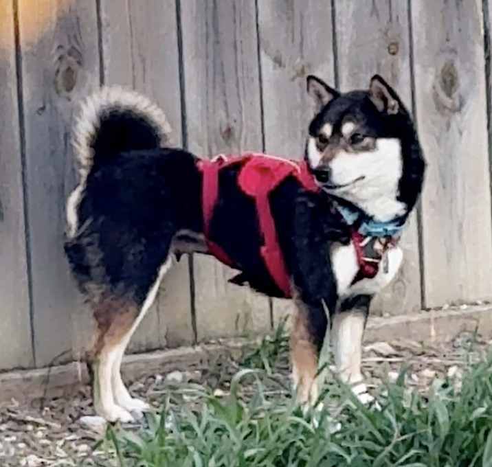 Photo of Amara