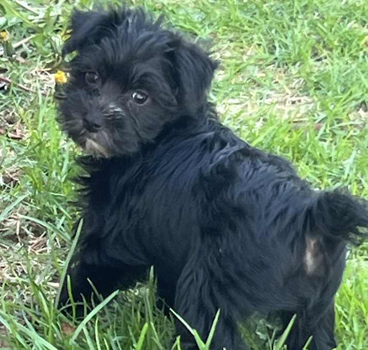 Photo of ADOPTION PENDING Wafer