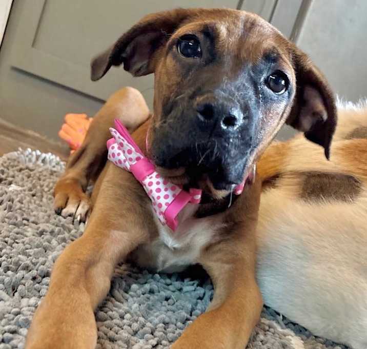 Photo of Buttercup