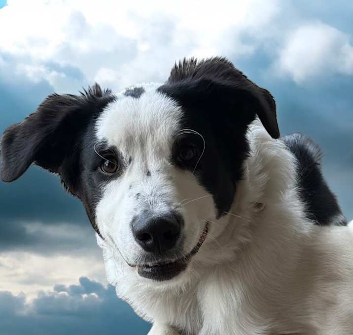 Photo of Bennie