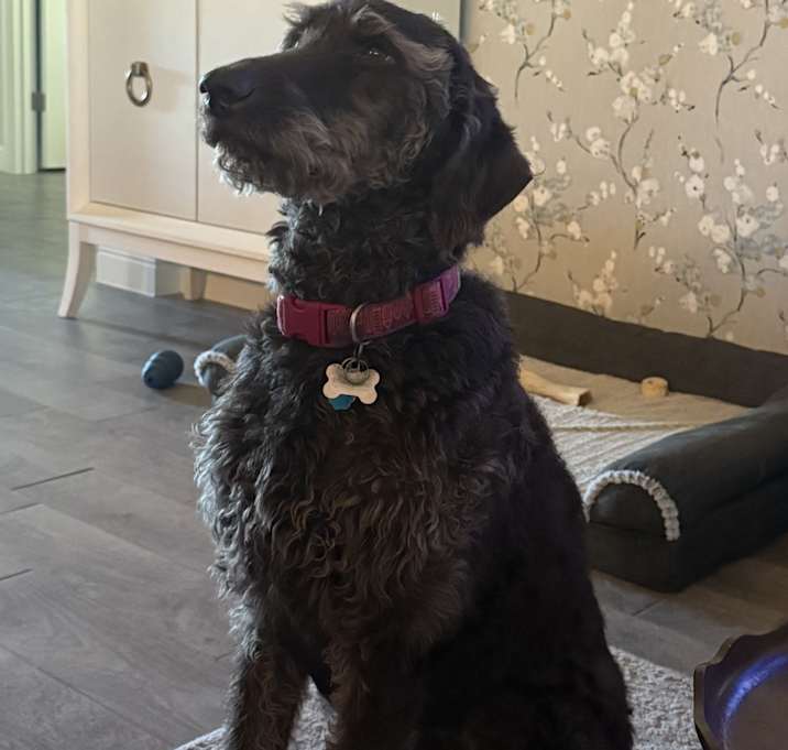 Photo of Lucy