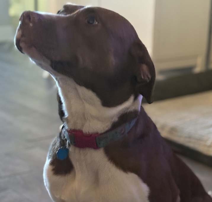 Photo of Penny