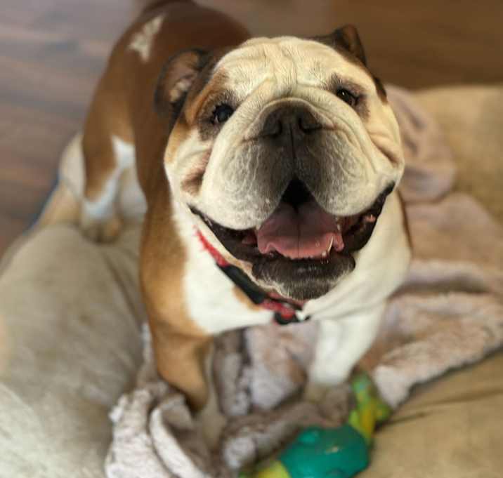 Photo of Angus