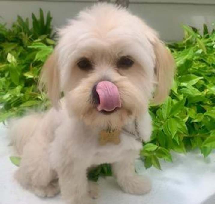 Photo of NOODLES