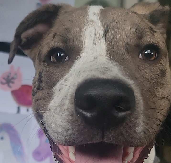 Photo of Milo