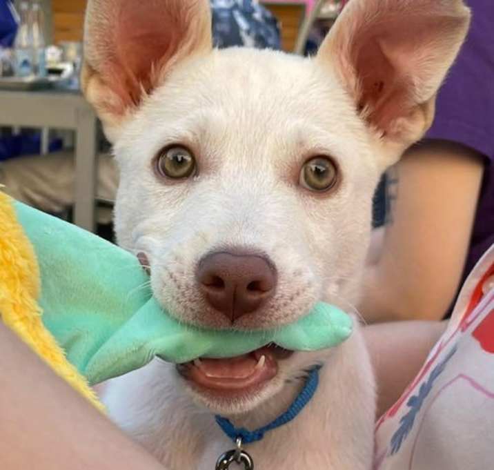 Photo of Marshmallow Justice
