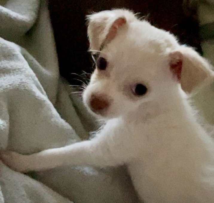 Photo of Luna