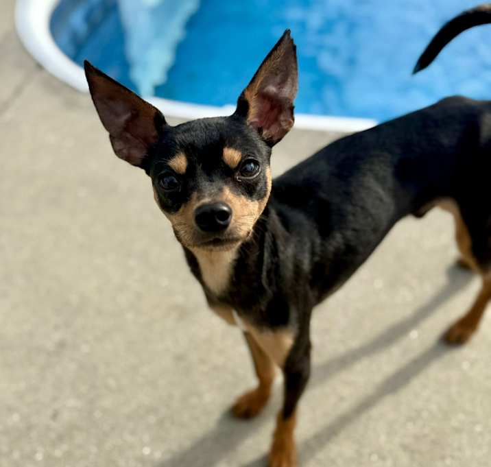 Photo of Nacho