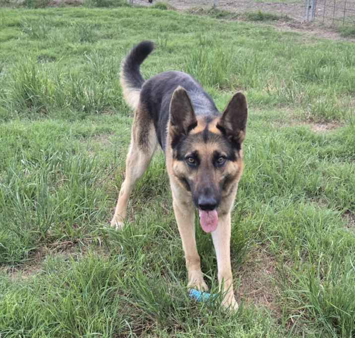 Photo of Sirius