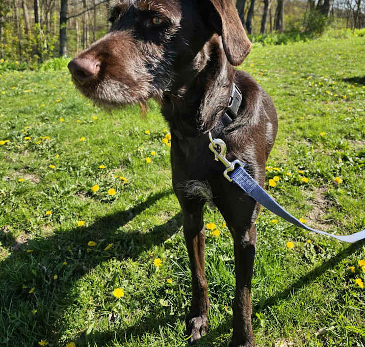 Photo of WILLOW