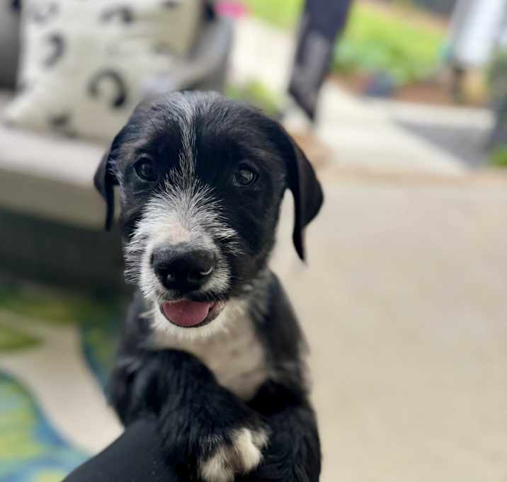 Photo of Whiskey