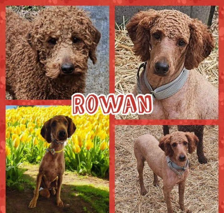 Photo of Rowan