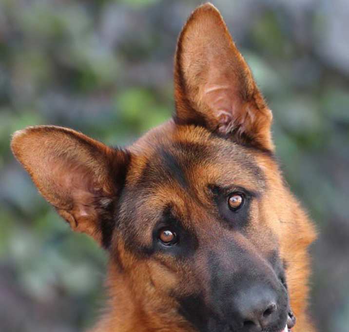 Photo of Zuma von Zusch