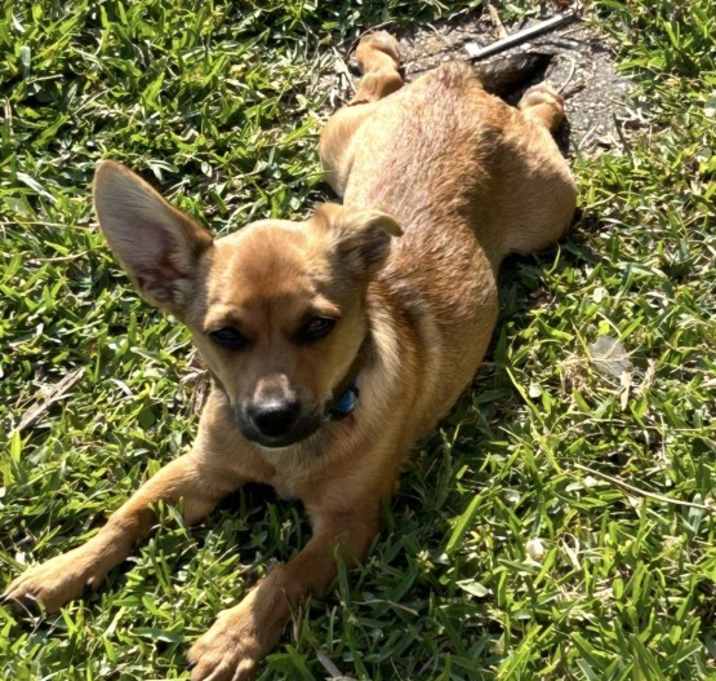 Photo of Dash