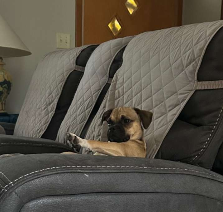 Photo of Pugsly
