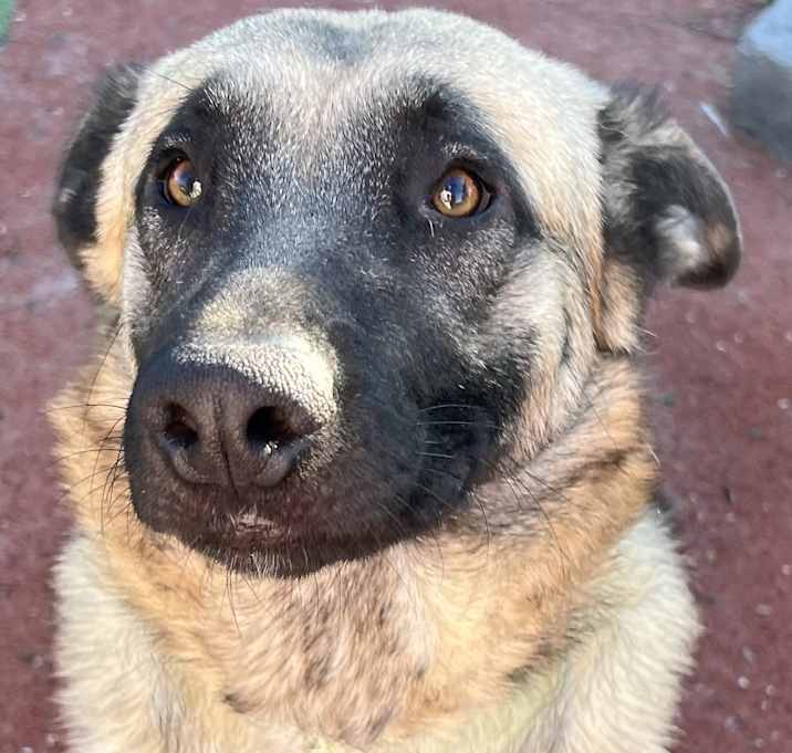 Photo of Max