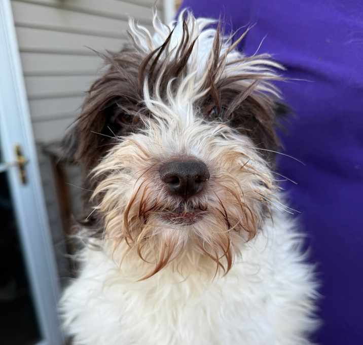 Photo of Bitsy