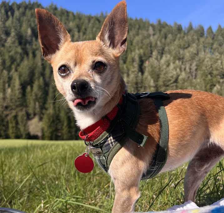 Photo of Prancer