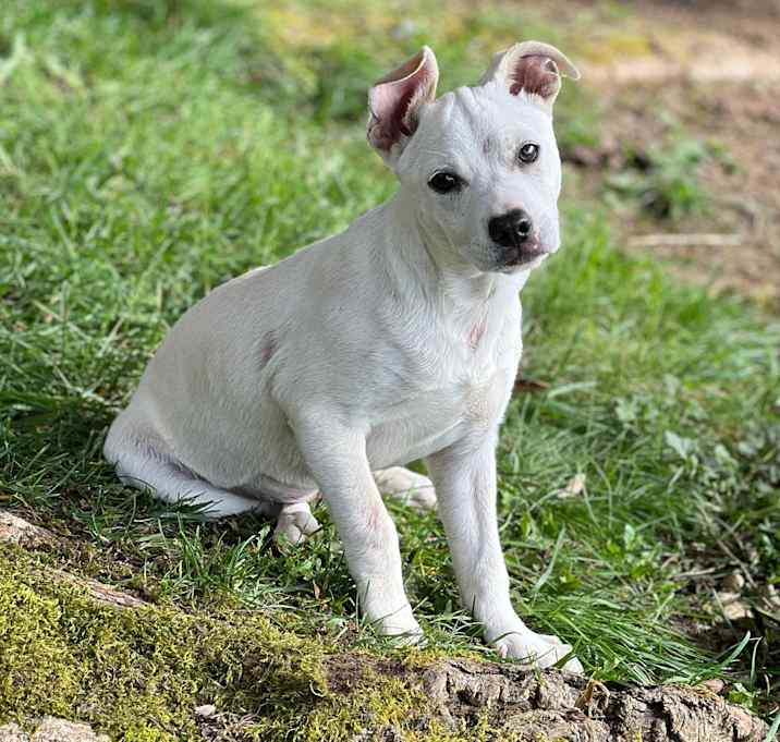Photo of Willow
