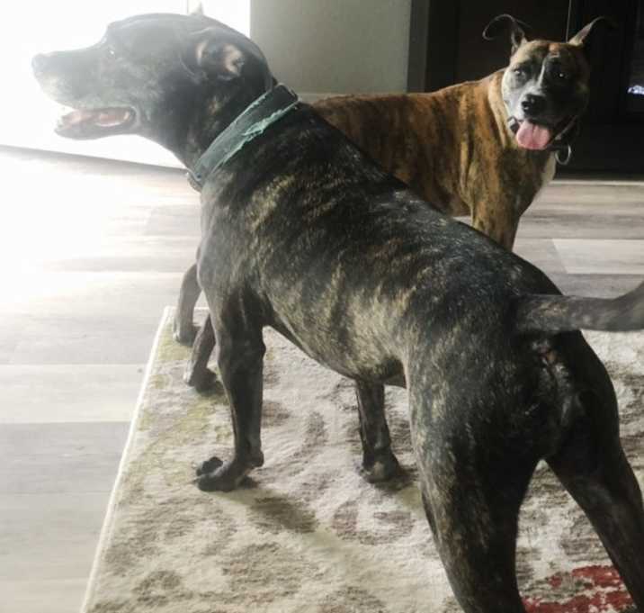 Photo of Winston and Ruby