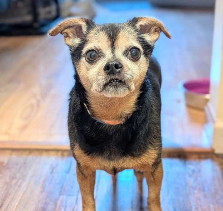Photo of Ruger