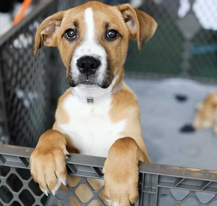 Photo of THE “DECADENT DESSERT” PUPPIES