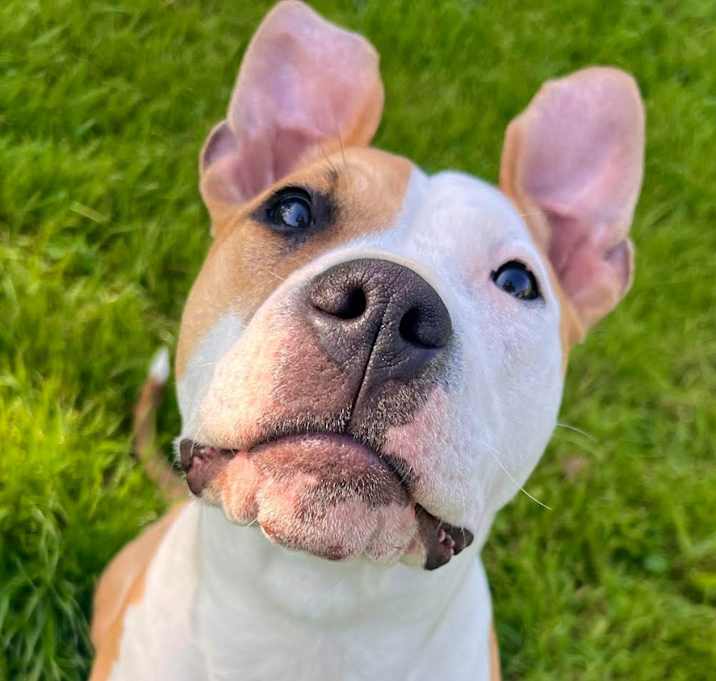Photo of Tyson