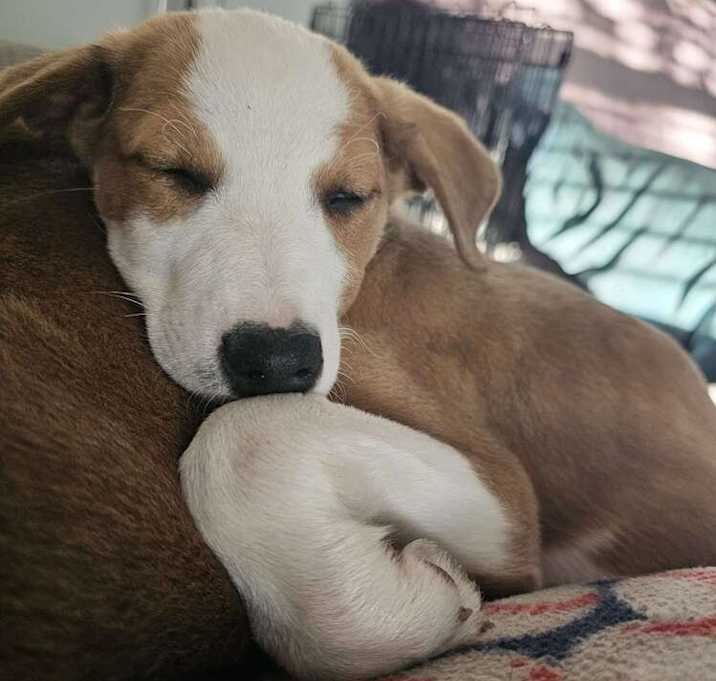 Photo of Scooby