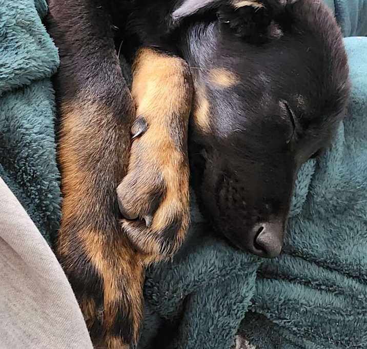 Photo of Wuffles