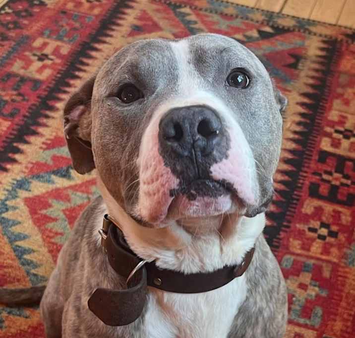 Photo of Gentleman Owen