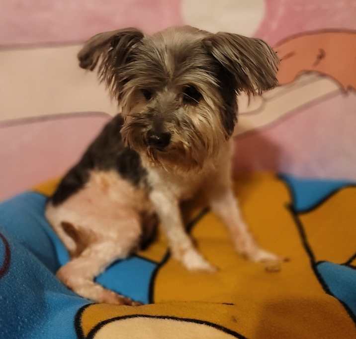 Photo of Koda