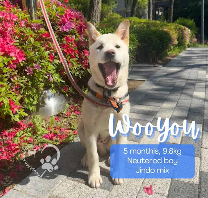 Photo of Wooyou