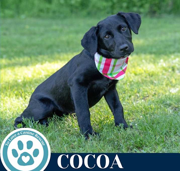 Photo of Cocoa (Cocoa Crew) 051025