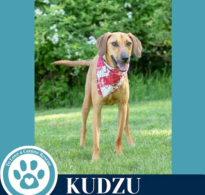 Photo of Kudzu 051025