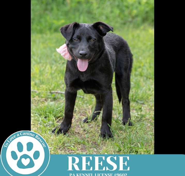 Photo of Reese (Cocoa Crew) 051025
